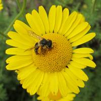 Biene auf F&auml;rberkamille